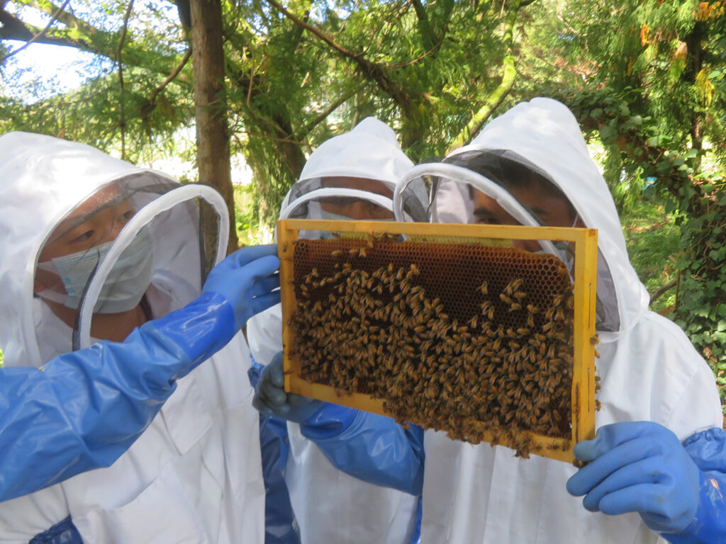 巣箱から取り出した巣礎にはたくさんのミツバチが付いています
